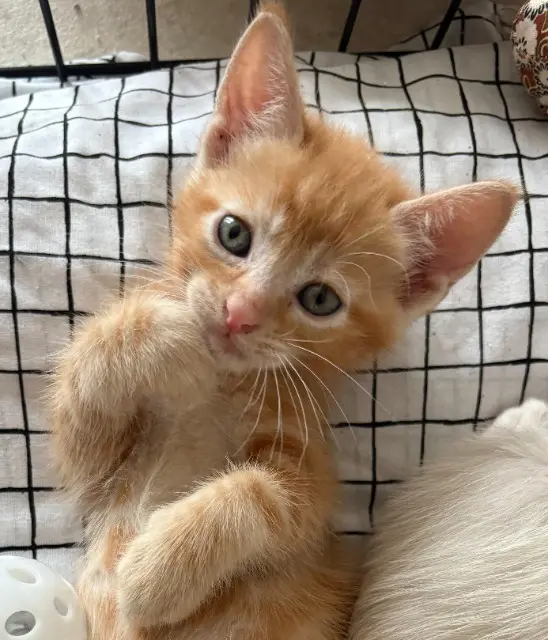 chat lost   64230 Artiguelouve Aiko