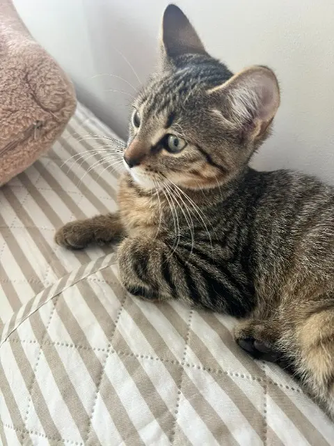 chat lost   64320 Bizanos Ajax