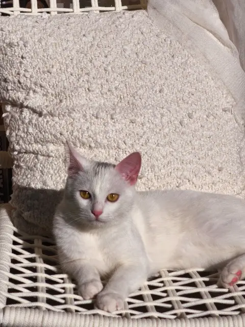 chat lost   64600 Anglet Alfi