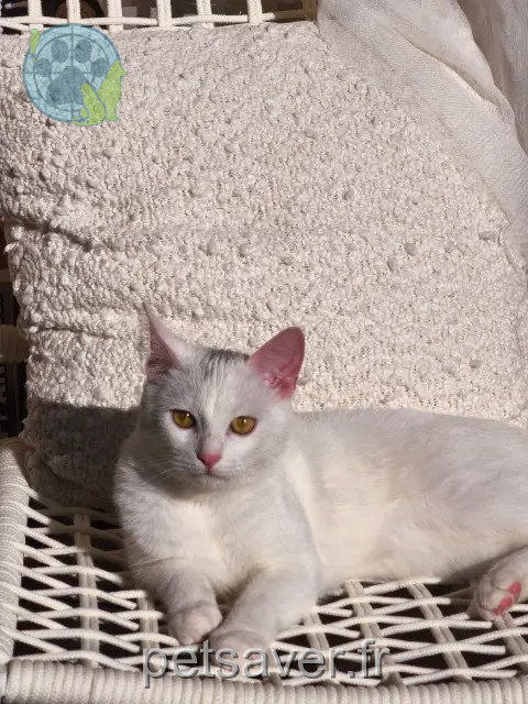 gato perdido 64600 Anglet Alfi gato lost 64600 Anglet Alfi