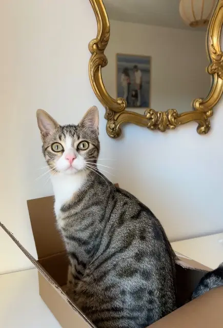 chat lost   64200 Arcangues Alfie