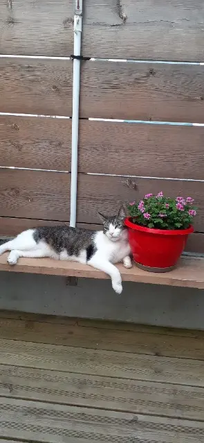 chat lost   64200 Biarritz Ansu