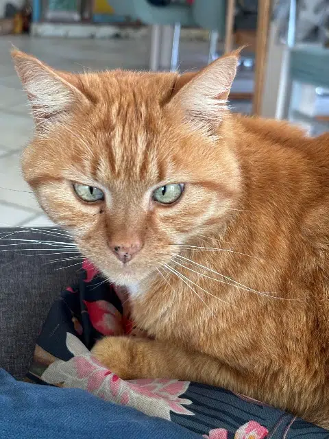 chat lost   64800 Coarraze Atchoum