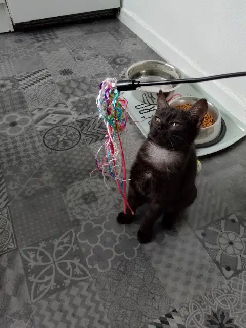 chat lost   64121 Serres-Castet Baguerra