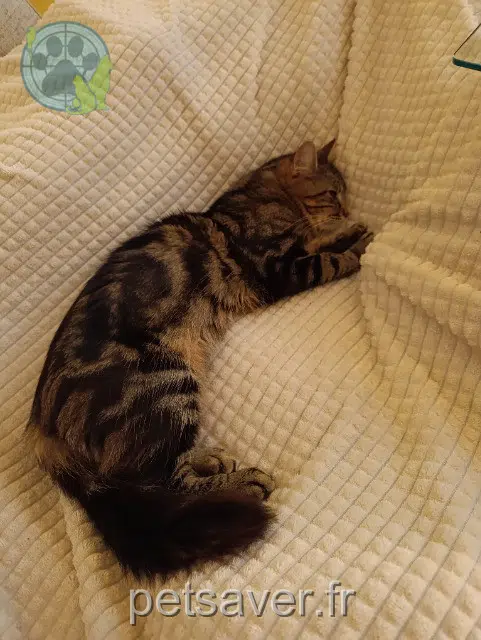 chat lost   64600 Anglet Bambou