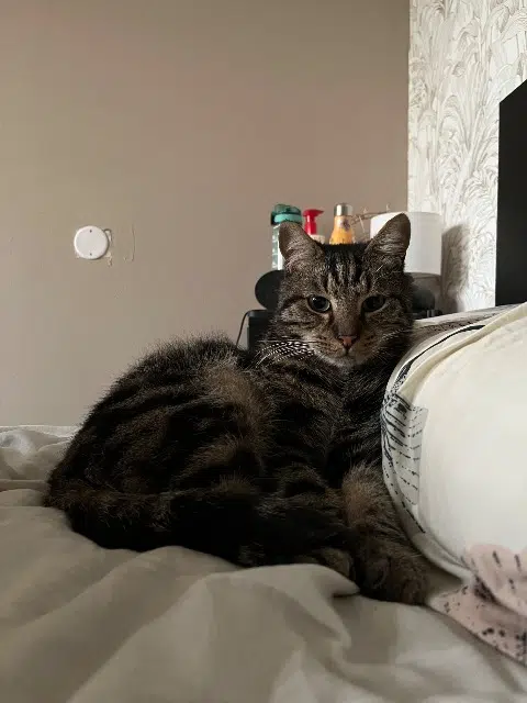 chat lost   64800 Igon Berlioz