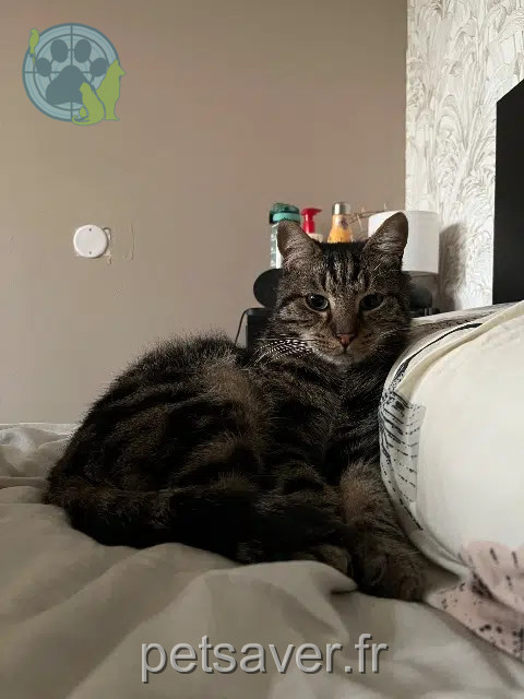 gato perdido 64800 Igon Berlioz gato lost 64800 Igon Berlioz