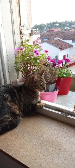 chat lost   64500 Saint-Jean-de-Luz Bidule