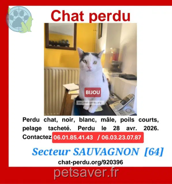 chat lost   64230 Sauvagnon Bijou