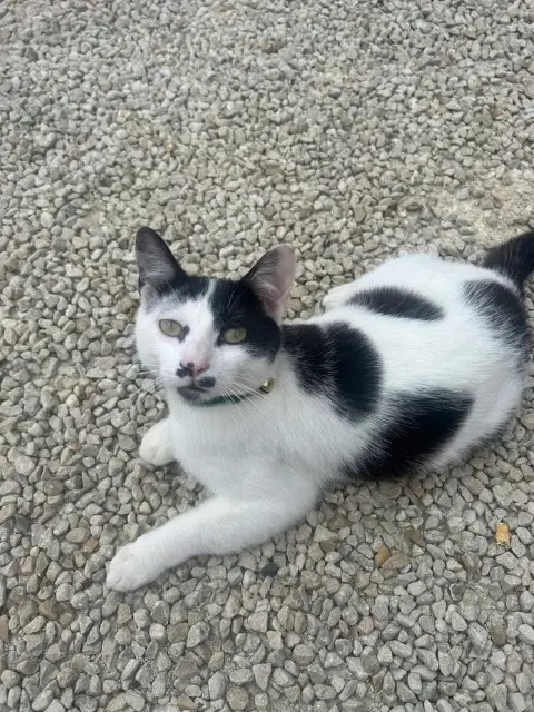 chat lost   64990 Mouguerre Boubou