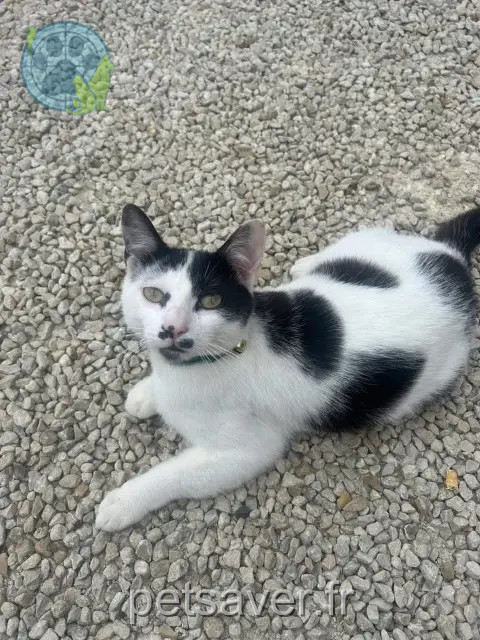 gato perdido 64990 Mouguerre Boubou gato lost 64990 Mouguerre Boubou