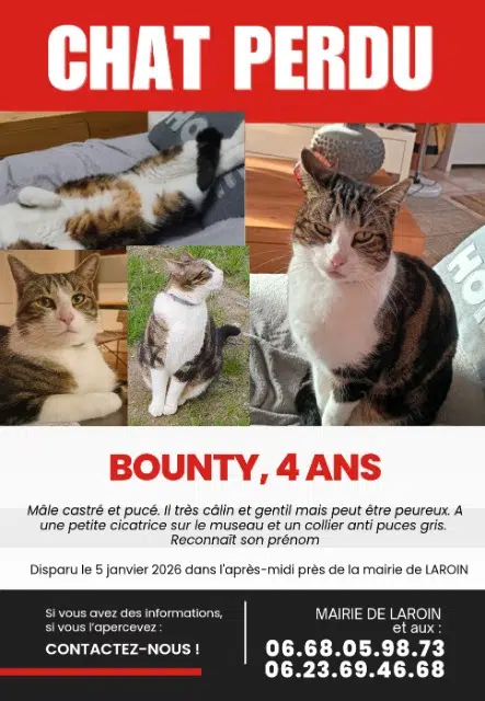 gato perdido 64110 Laroin Bounty gato lost 64110 Laroin Bounty