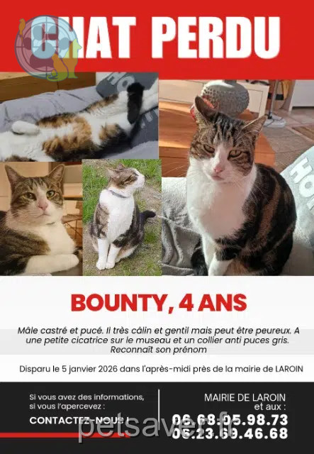 Kater vermisst 64110 Laroin Bounty Kater lost 64110 Laroin Bounty