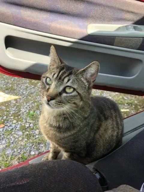 chat lost   64990 Villefranque Bud