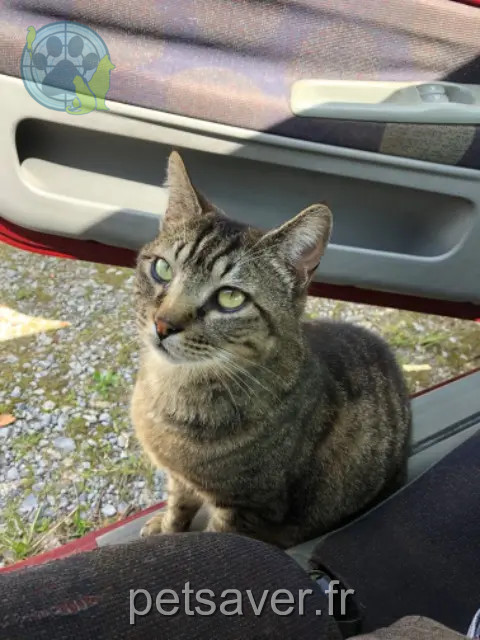 kater vermist 64990 Villefranque Bud kater lost 64990 Villefranque Bud