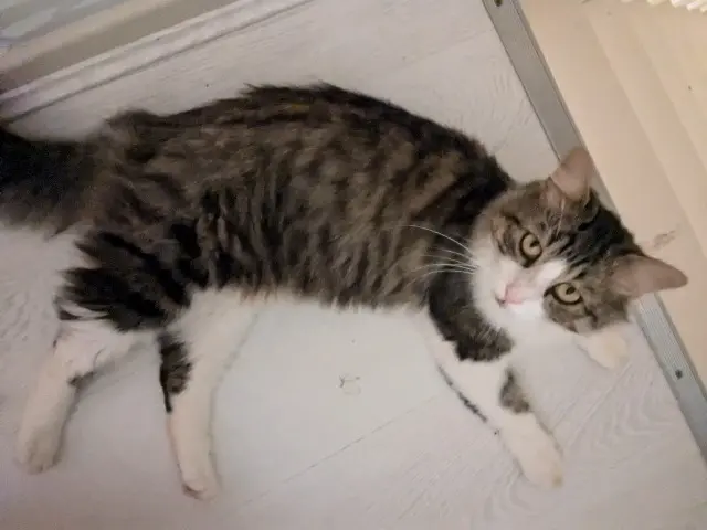 chat perdu 64240 Hasparren Bulle chat lost 64240 Hasparren Bulle