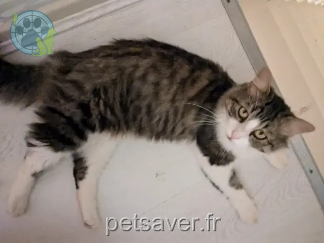 gato perdido 64240 Hasparren Bulle gato lost 64240 Hasparren Bulle