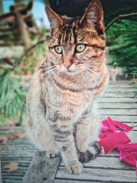 chat lost   64200 Arcangues CARMEN