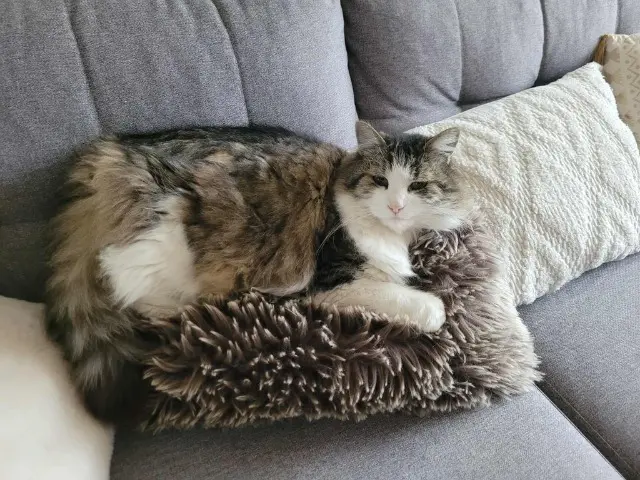 chat lost   64230 Siros Cheaster