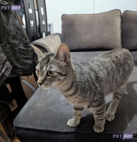 chat lost   64500 Ciboure Cobra