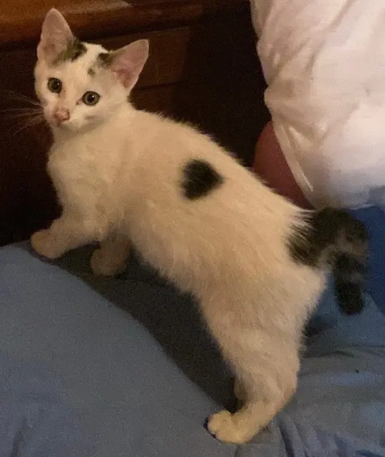 chat lost   64350 Moncaup Cookie