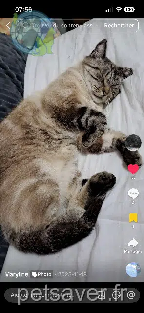 chat lost   64140 Billère Cookychatcurieux