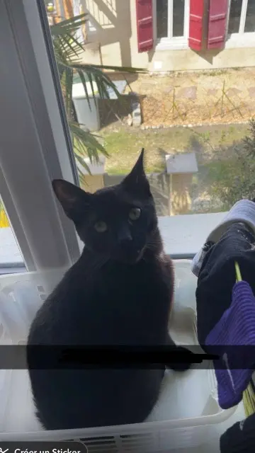 chat lost   64110 Gelos Coton