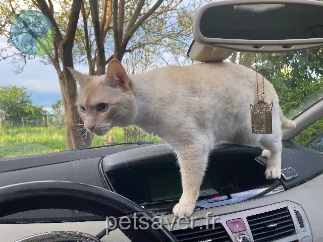 chat lost   64360 Abos Couscous