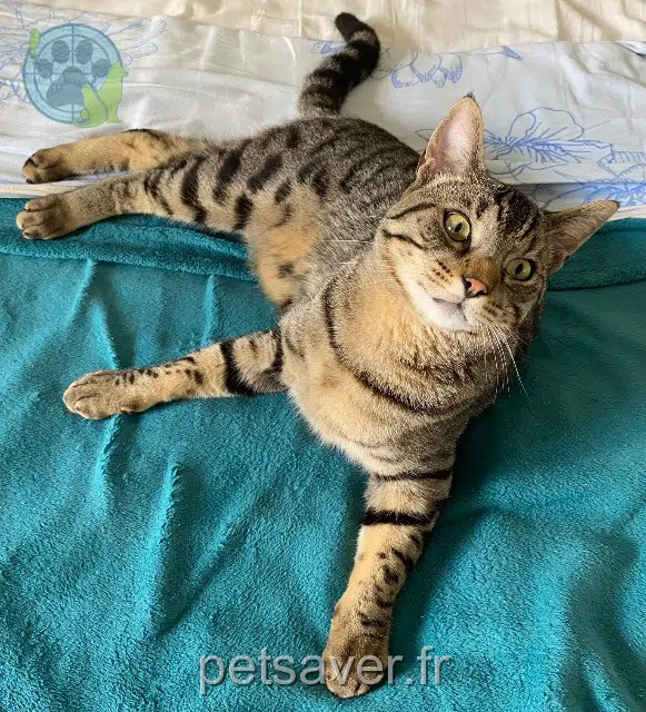 chat lost 64230 Lescar Fauda