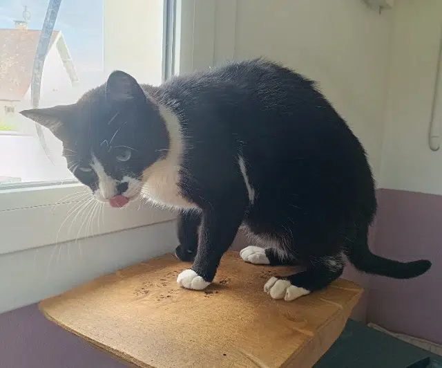 chat lost   64300 Orthez Felix