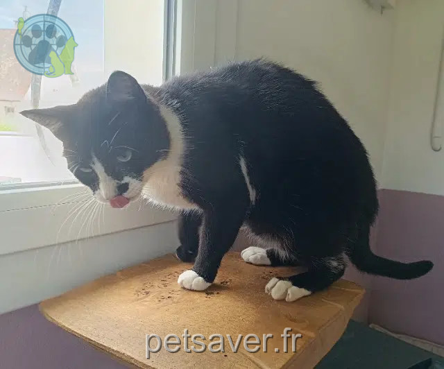 Kater vermisst 64300 Orthez Felix Kater lost 64300 Orthez Felix