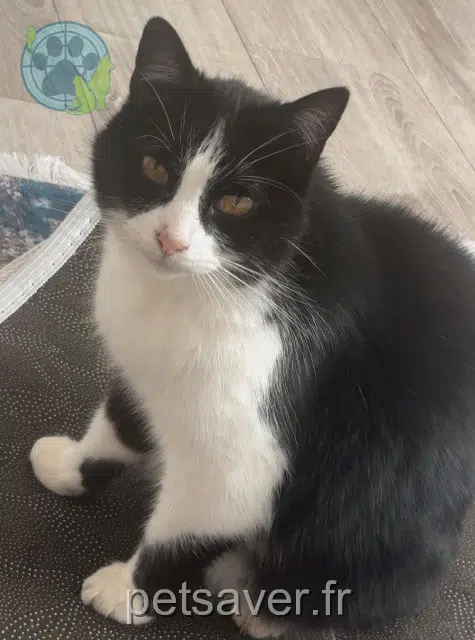 gato perdido 64990 Urcuit Felix gato lost 64990 Urcuit Felix