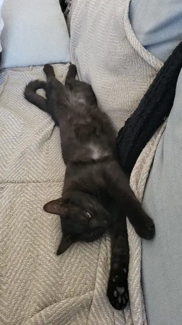 chat lost   64370 Arthez-de-Béarn Felix