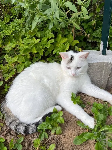 gatto perso 64800 Nay Flocon gatto lost 64800 Nay Flocon