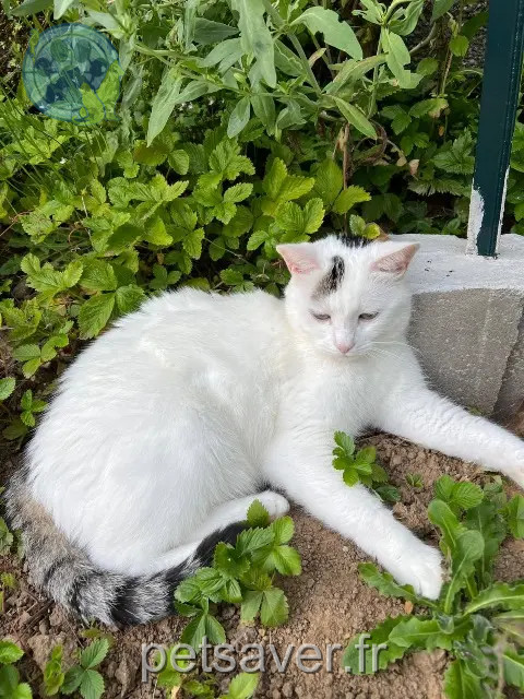 kater vermist 64800 Nay Flocon kater lost 64800 Nay Flocon