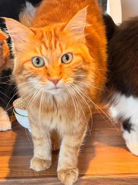 chat lost   64990 Mouguerre Georges