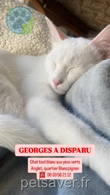 kater vermist 64600 Anglet Georges kater lost 64600 Anglet Georges
