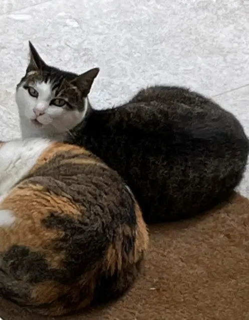 chat lost   64310 Ascain Georges