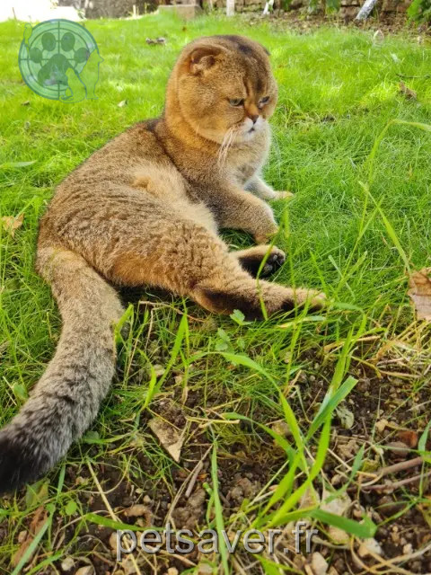 cat lost 64700 Hendaye Henrifabien cat lost 64700 Hendaye Henrifabien