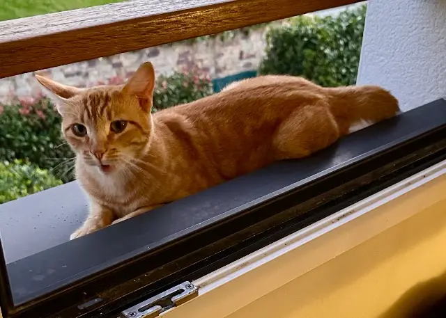 chat lost   64600 Anglet Johnny