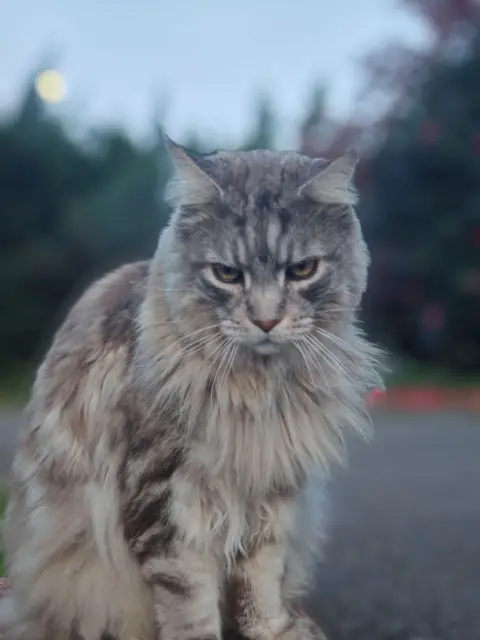 chat lost   64100 Bayonne Kiwi