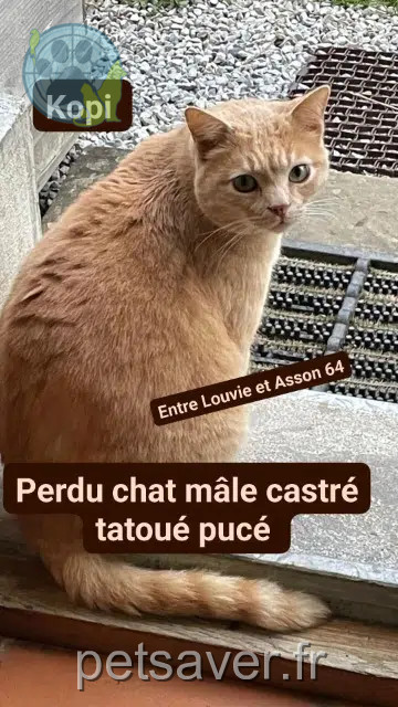 gatto lost   64260 Louvie-Juzon Kopi