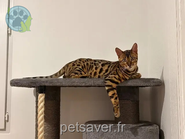 gatto perso 64990 Lahonce Kuzco gatto lost 64990 Lahonce Kuzco