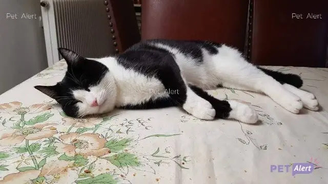 chat lost   64200 Biarritz Lasai