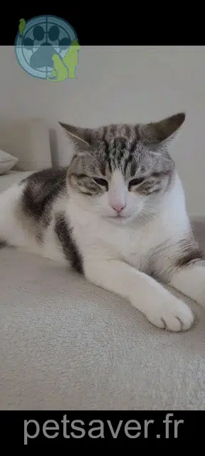 cat lost   64990 Urcuit Laya