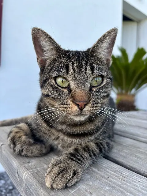 chat lost   64500 Saint-Jean-de-Luz Leo