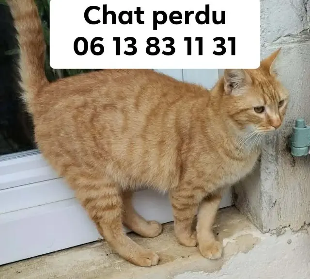 chat lost   64150 Mourenx Levi
