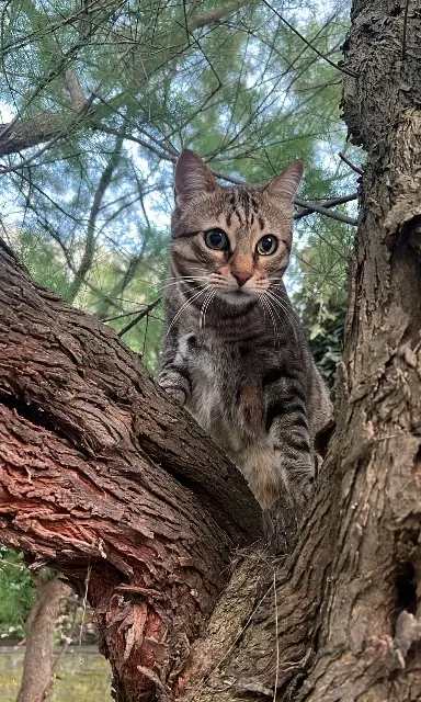 chat lost   64700 Hendaye Liby