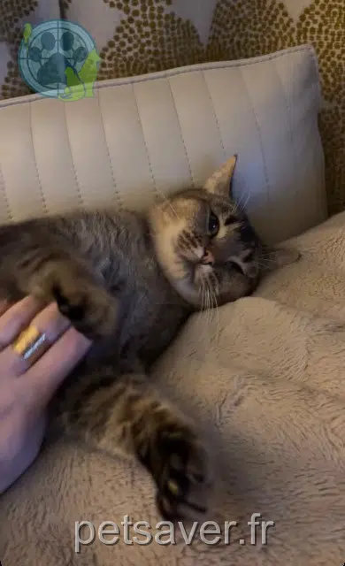 chat lost   64200 Biarritz Lino