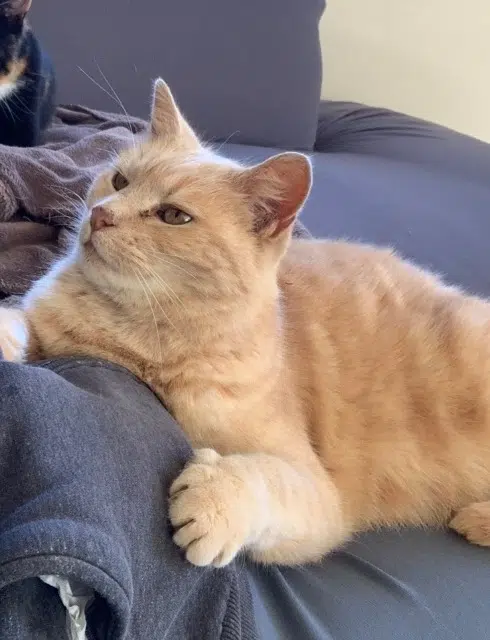 chat lost   64800 Montaut Loustic